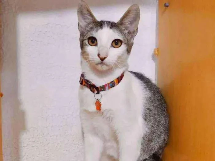 Gato ra a SRD  idade 2 a 6 meses nome Fred 