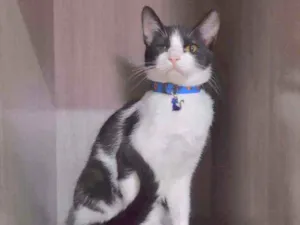 Gato raça SRD  idade 2 a 6 meses nome Luigi 