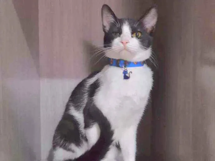 Gato ra a SRD  idade 2 a 6 meses nome Luigi 