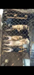 Katrina,Kiara,Negão,