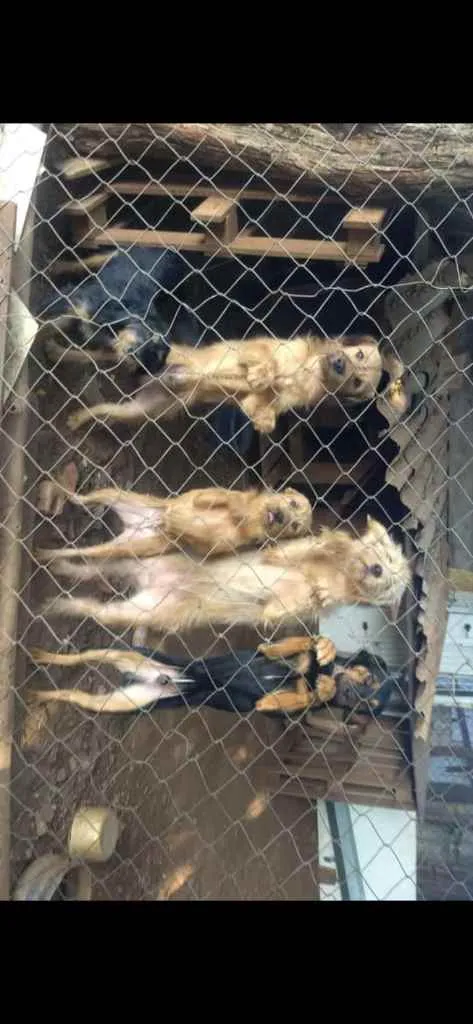 Cachorro ra a Mestiço-rottweiler Vira Lata idade 7 a 11 meses nome Katrina,Kiara,Negão,