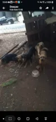 Katrina,Kiara,Negão,