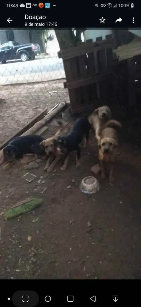 Cachorro ra a Mestiço-rottweiler Vira Lata idade 7 a 11 meses nome Katrina,Kiara,Negão,