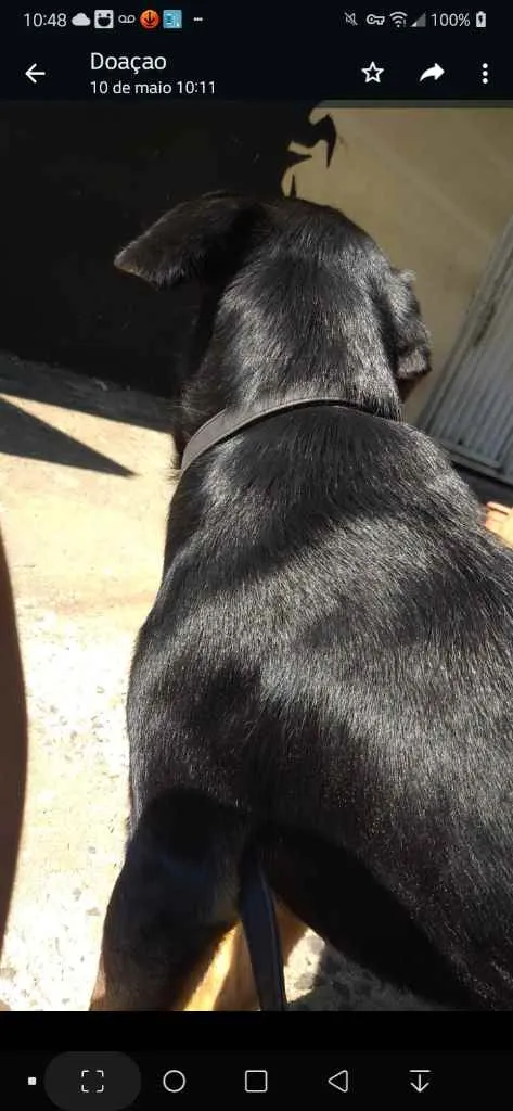 Cachorro ra a Mestiço-rottweiler Vira Lata idade 7 a 11 meses nome Katrina,Kiara,Negão,