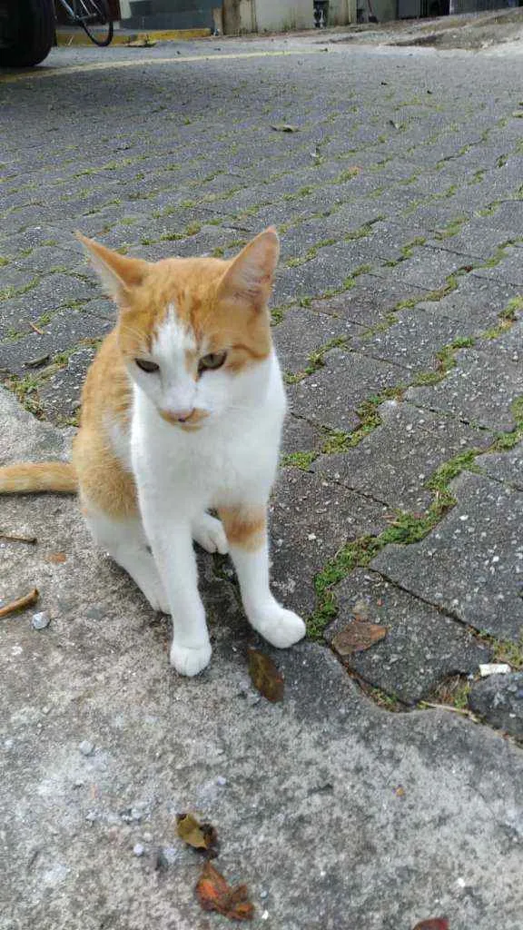 Gato ra a SRD  idade 2 a 6 meses nome Mingau 