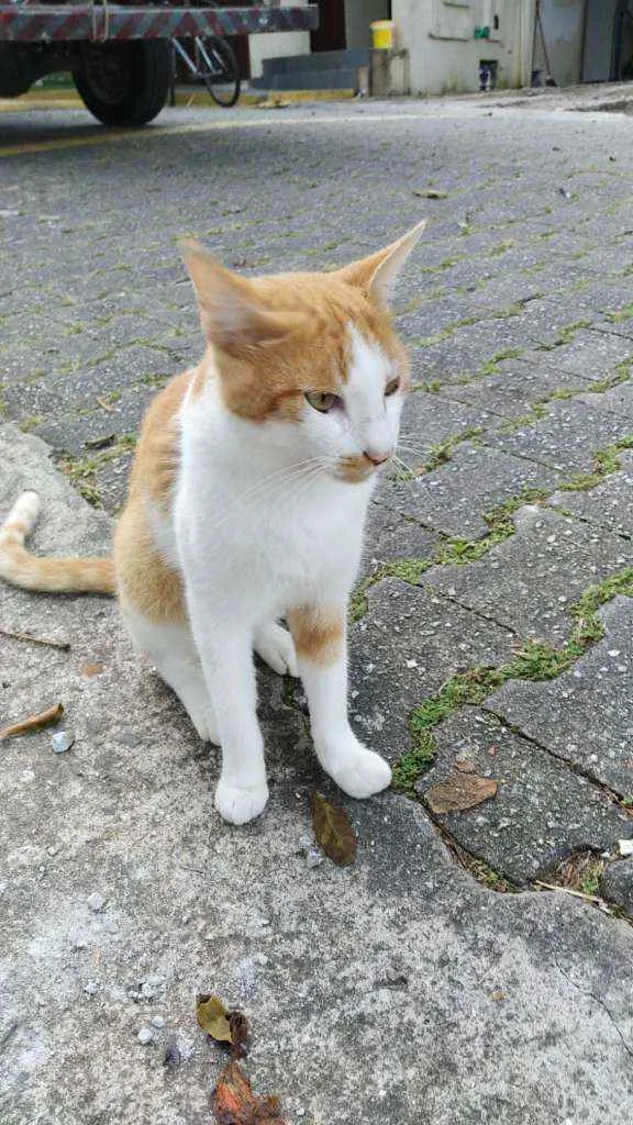 Gato ra a SRD  idade 2 a 6 meses nome Mingau 