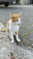 Mingau