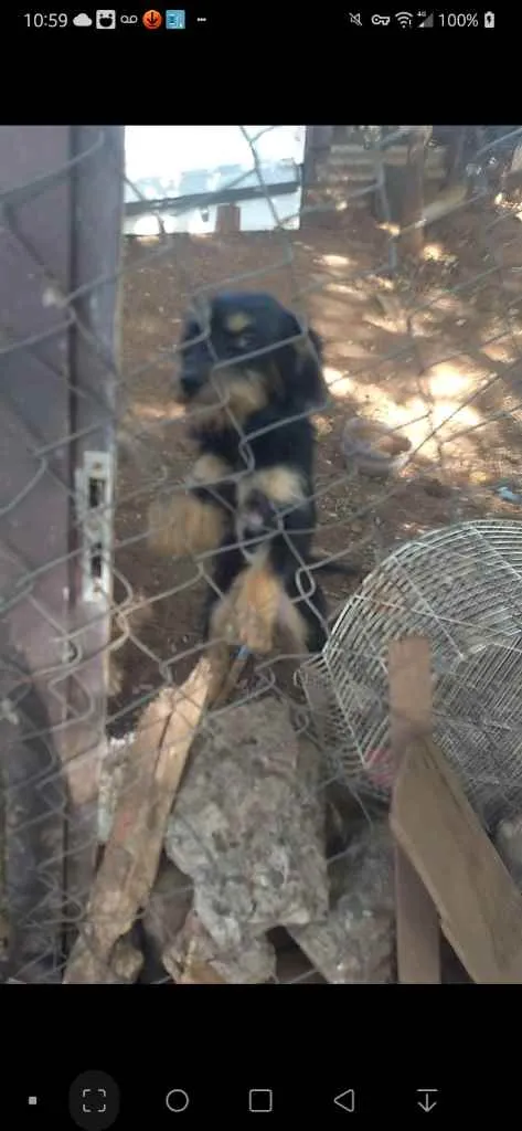 Cachorro ra a Mestiço-rottweiler Vira Lata idade 7 a 11 meses nome Katrina,Kiara,Negão,