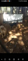 Katrina,Kiara,Negão,