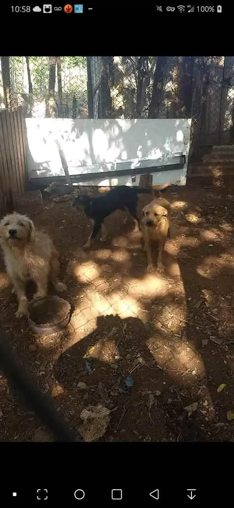 Cachorro ra a Mestiço-rottweiler Vira Lata idade 7 a 11 meses nome Katrina,Kiara,Negão,