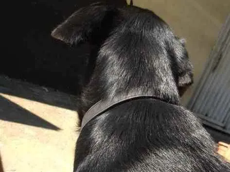 Cachorro ra a Mestiço-rottweiler Vira Lata idade 7 a 11 meses nome Katrina,Kiara,Negão,