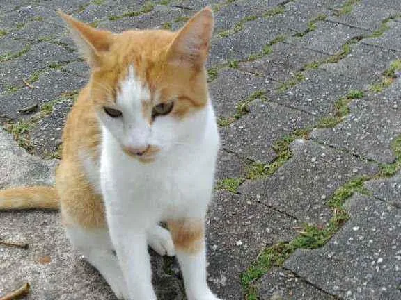 Gato ra a SRD  idade 2 a 6 meses nome Mingau 