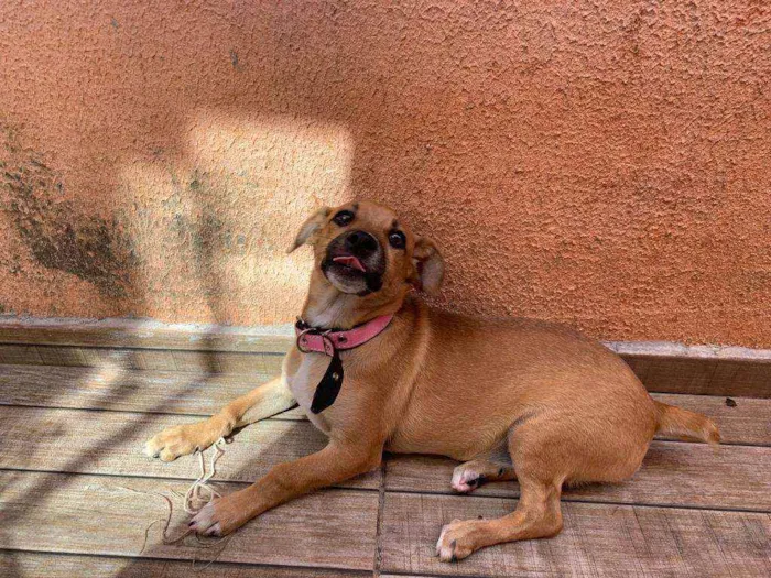 Cachorro raça SEM RAÇA idade 2 a 6 meses nome MEL