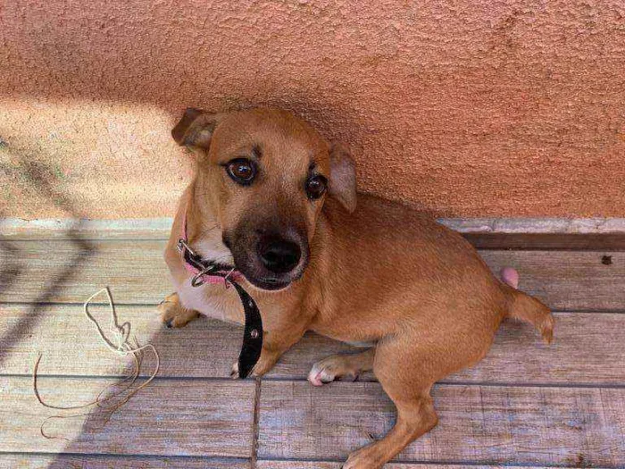 Cachorro raça SEM RAÇA idade 2 a 6 meses nome MEL