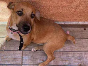 Cachorro raça SEM RAÇA idade 2 a 6 meses nome MEL