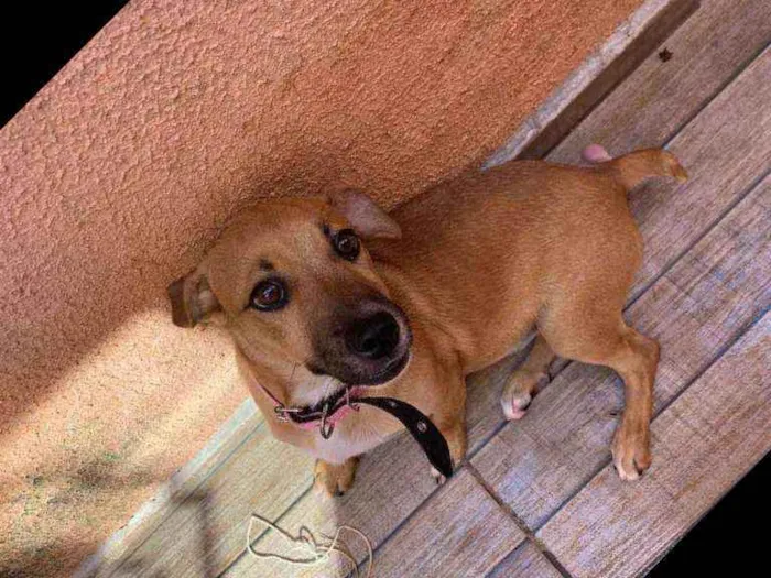 Cachorro ra a INDEFINIDA idade 2 a 6 meses nome MEL