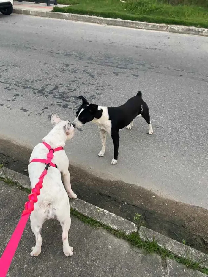 Cachorro ra a  idade 7 a 11 meses nome Máscara 