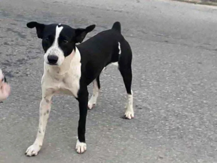 Cachorro ra a  idade 7 a 11 meses nome Máscara 