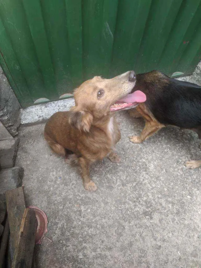 Cachorro ra a Vira-lata  idade 4 anos nome Safira 