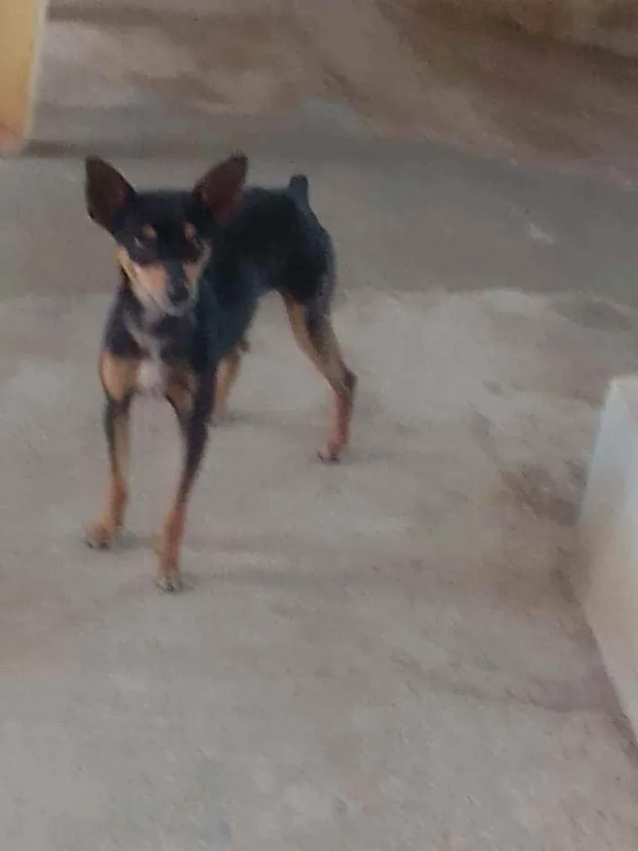 Cachorro ra a Pinscher idade 2 anos nome Pitoco