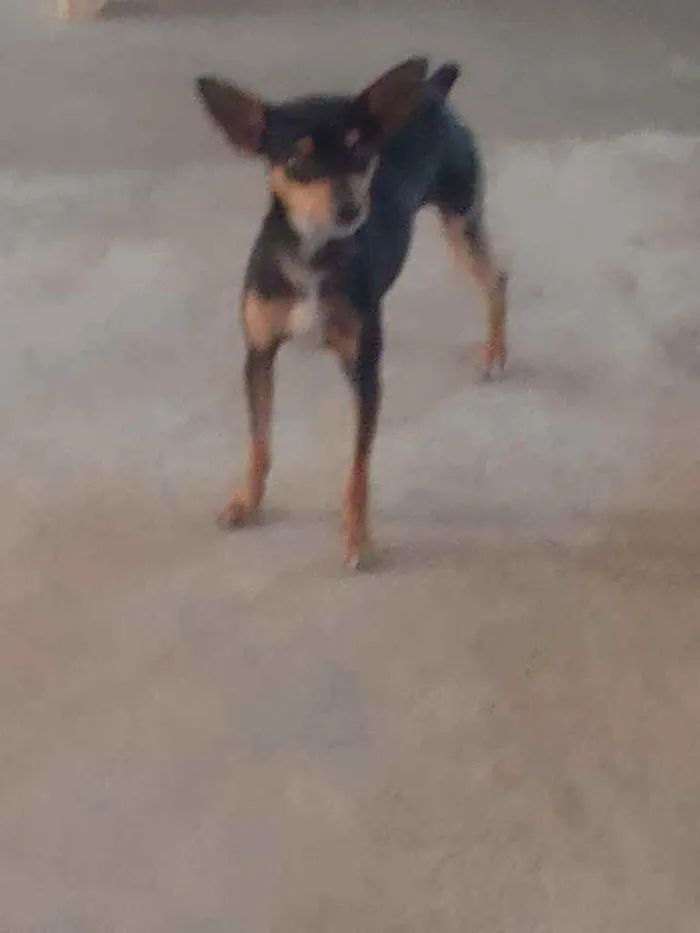 Cachorro ra a Pinscher idade 2 anos nome Pitoco