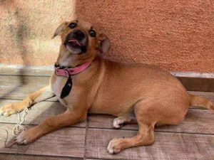 Cachorro raça INDEFINIDA idade 2 a 6 meses nome MEL