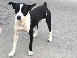 Cachorro raça  idade 7 a 11 meses nome Máscara 