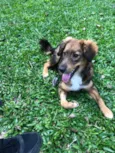 Laika