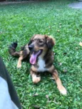 Laika