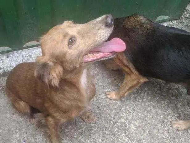 Cachorro ra a Vira-lata  idade 4 anos nome Safira 