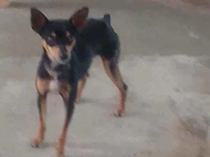 Cachorro ra a Pinscher idade 2 anos nome Pitoco