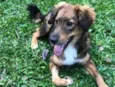 Laika