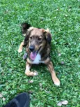 Laika