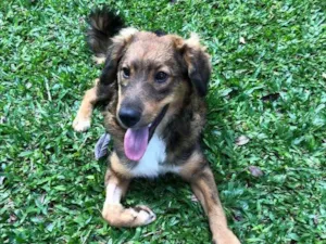 Cachorro raça Srd idade 1 ano nome Laika