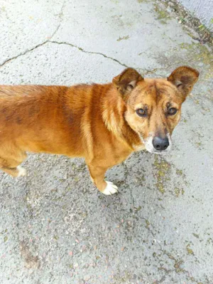 Cachorro raça Vira lata idade  nome Não sei
