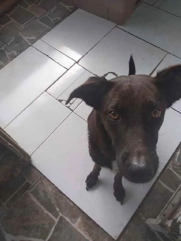 Cachorro raça Mista idade 2 anos nome Pérola