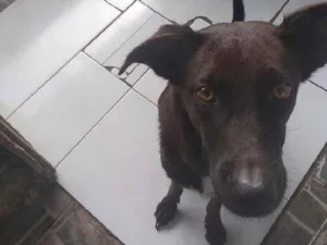 Cachorro raça Mista idade 2 anos nome Pérola