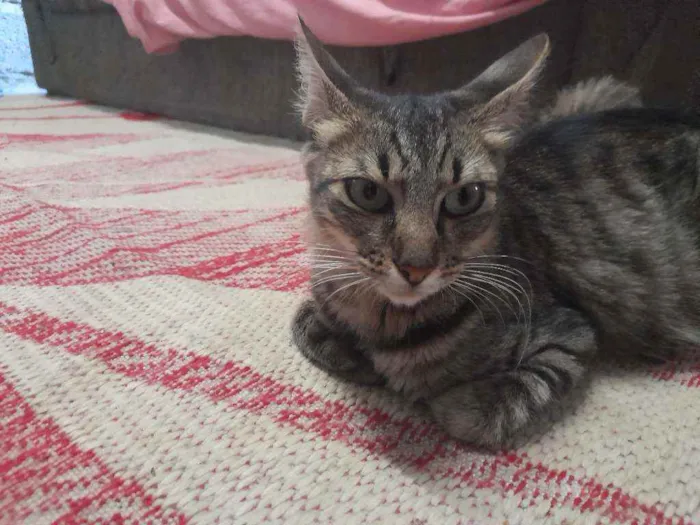 Gato ra a Listrada  idade 1 ano nome Kiara 