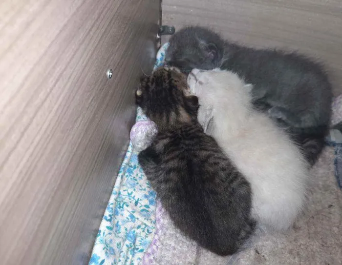 Gato ra a Listrada  idade 1 ano nome Kiara 