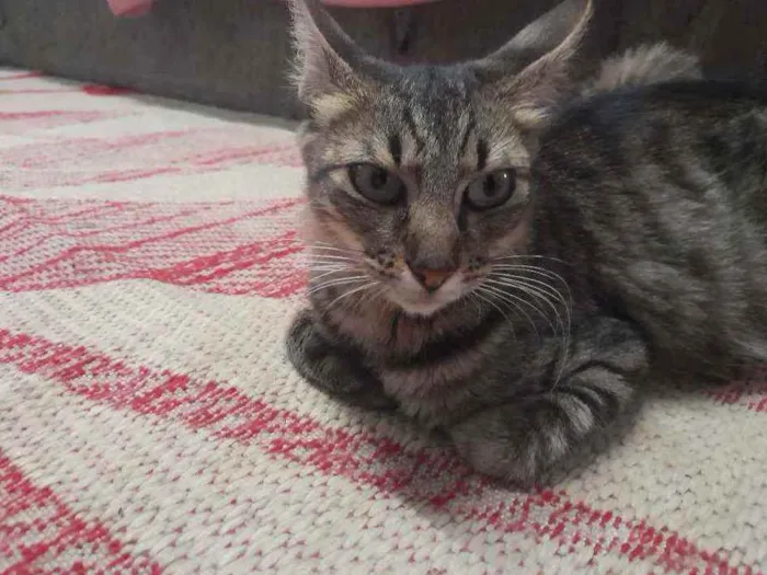 Gato ra a Listrada  idade 1 ano nome Kiara 