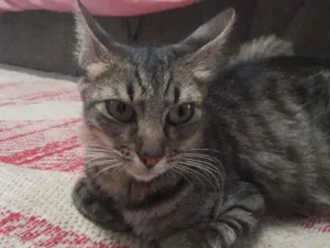 Gato raça Listrada  idade 1 ano nome Kiara 