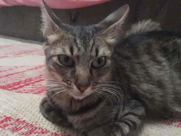 Gato ra a Listrada  idade 1 ano nome Kiara 