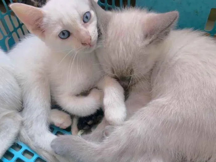 Gato ra a srd idade 2 a 6 meses nome Plinio