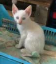 Plinio