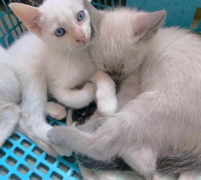 Gato ra a srd idade 2 a 6 meses nome Plinio