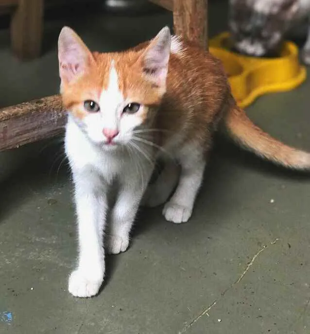 Gato ra a srd idade 2 a 6 meses nome Pablo