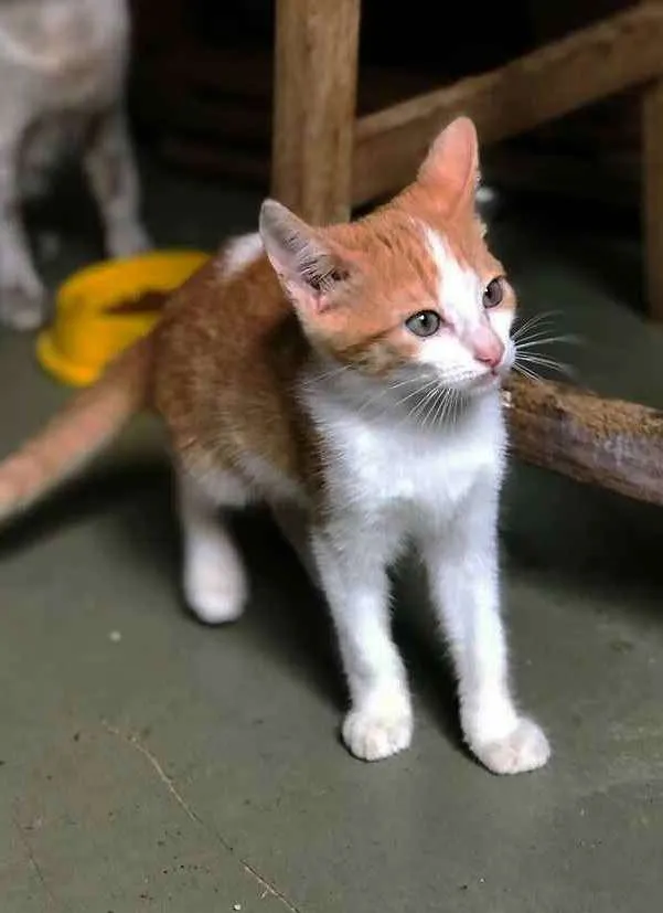 Gato ra a srd idade 2 a 6 meses nome Pablo