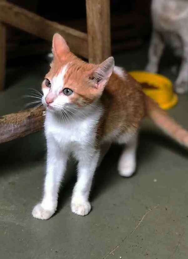 Gato ra a srd idade 2 a 6 meses nome Pablo
