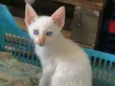 Plinio