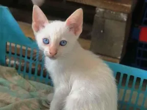 Gato raça srd idade 2 a 6 meses nome Plinio
